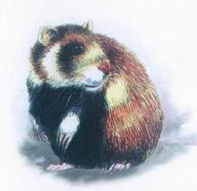 滅絕[某支生物譜系的演化終結或整支譜系的消亡]