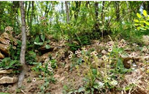 雙舌千里光 雙舌千里光