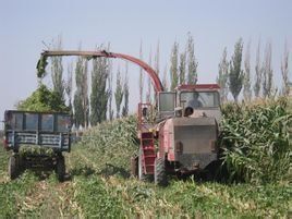 青儲飼料 青儲飼料