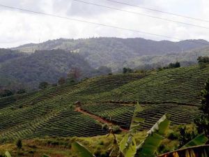燈籠河村 燈籠河村
