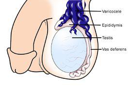 睪丸靜脈 睪丸靜脈