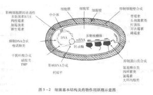 內切幾丁質酶 內切幾丁質酶