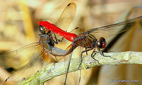 蜻蜓交配