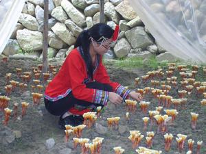 碩園愛心靈芝專業合作社