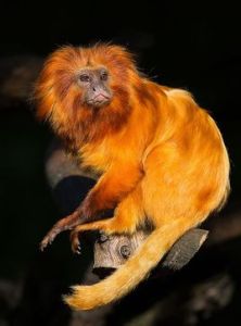 金獅面狨 金獅面狨