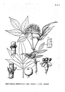 接骨木（原變種）