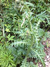 飛廉[菊科植物]