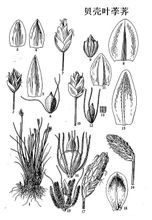 貝殼葉荸薺 貝殼葉荸薺