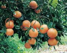 紅寶石葡萄柚樹形特徵