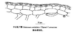 傘狀乳節藻 傘狀乳節藻
