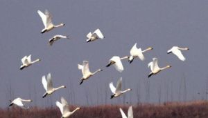 武昌湖國際生態旅遊度假村