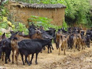 下忙六養殖業（黑山羊）