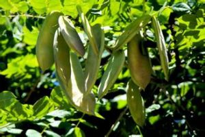 美國肥皂莢 美國肥皂莢