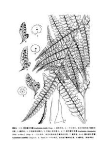 闊鱗鱗毛蕨系 闊鱗鱗毛蕨系
