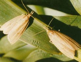 三條蛀野螟 三條蛀野螟