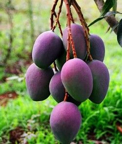 百優—1號 百優—1號