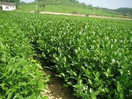 福建省霞浦縣茶場 福建省霞浦縣茶場