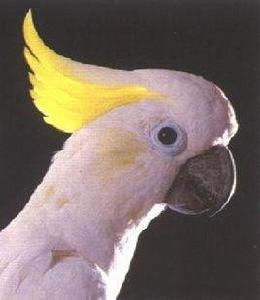 小葵花鳳頭鸚鵡 小葵花鳳頭鸚鵡