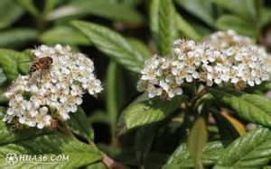 木里栒子 木里栒子