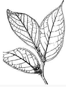 泡泡葉越桔 泡泡葉越桔