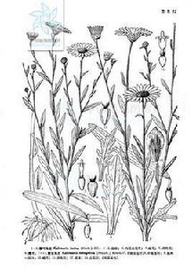 新疆馬蘭 新疆馬蘭