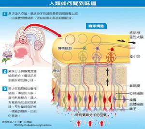 人類如何聞到氣味