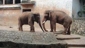 亞洲象“躍龍”“曼玲”