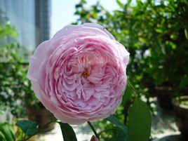 自由精神 自由精神