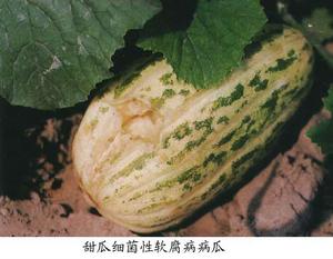 甜瓜細菌性軟腐病