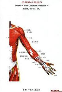 手厥陰心包經穴