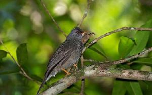 模里西斯短腳鵯 模里西斯短腳鵯