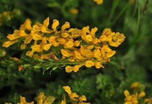 短軸臭黃堇 短軸臭黃堇