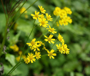 掌裂蒲兒根 掌裂蒲兒根