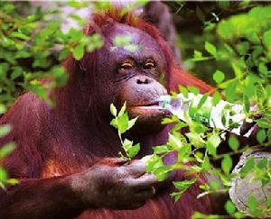 黃猩猩喝礦泉水