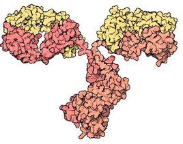 免疫抗體 免疫抗體