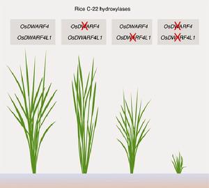 水稻C-22羥化酶DWARF4是BR合成的關鍵酶之一。BR對細胞伸長有重要作用。
