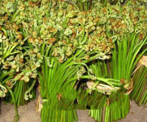 東北蕨菜 東北蕨菜