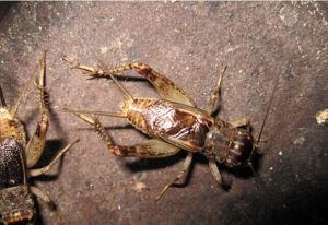 正肋蟲屬 正肋蟲屬