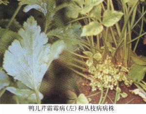 鴨兒芹霜霉病 鴨兒芹霜霉病