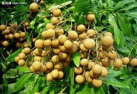 冬寶9號 冬寶9號