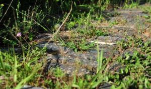 大濟古驛道 大濟古驛道