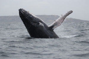 座頭鯨 