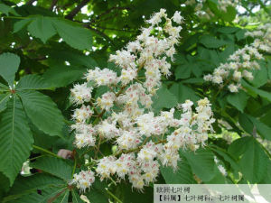 歐洲七葉樹的花