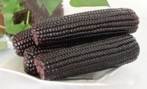 黑糯玉米941 黑糯玉米941