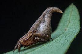 格蘭芬多毛園蛛 格蘭芬多毛園蛛