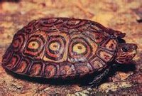 木紋龜