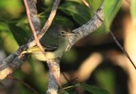 橄欖綠姬霸鶲 橄欖綠姬霸鶲
