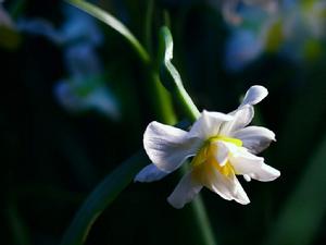 寄奴花科 寄奴花科