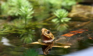Yellow-headed box turtle