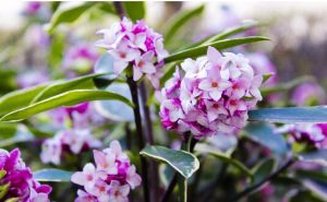 毛柱瑞香 毛柱瑞香